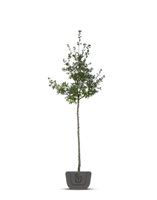 Mispel | Mespilus germanica 'Bredase Reus'