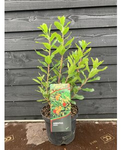 Aardbeienboom | Arbutus unedo