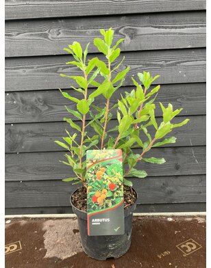 Aardbeienboom | Arbutus unedo