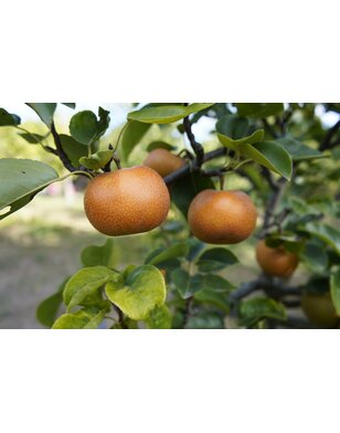 Nashipeer  | Pyrus pyrifolia Chojuro