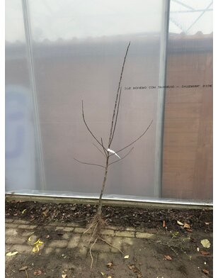 Appelboom | Malus domestica Yellow Transparent