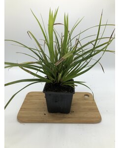 Japanse zegge | Carex mor 'Irish Green'
