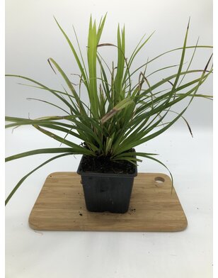 Japanse zegge | Carex morrowii 'Irish Green'
