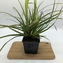 Japanse zegge | Carex morrowii 'Irish Green'