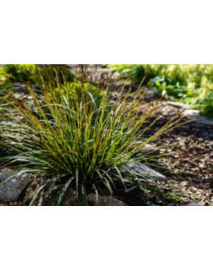 Japanse zegge | Carex morrowii 'Irish Green'