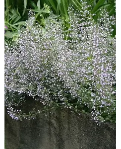 Calamintha n. 'Blue Cloud' - Bergsteentijm