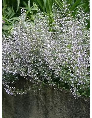 Calamintha n. 'Blue Cloud' - Bergsteentijm