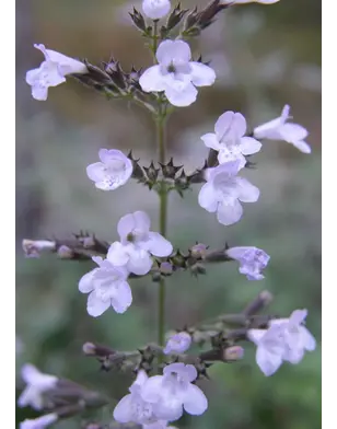 Calamintha n. 'Blue Cloud' - Bergsteentijm