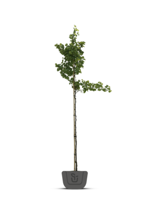 Judasboom | Cercis canadensis