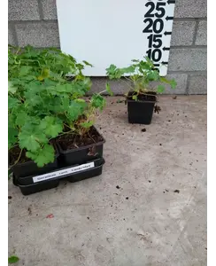 Ooievaarsbek | Geranium can. 'Biokovo'