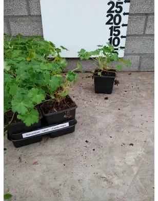 Ooievaarsbek | Geranium cantabrigiense 'Karmina'