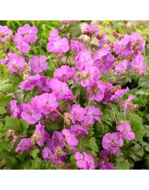Ooievaarsbek | Geranium cantabrigiense 'Karmina'