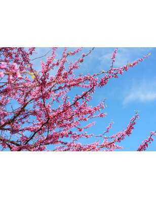 Judasboom | Cercis canadensis