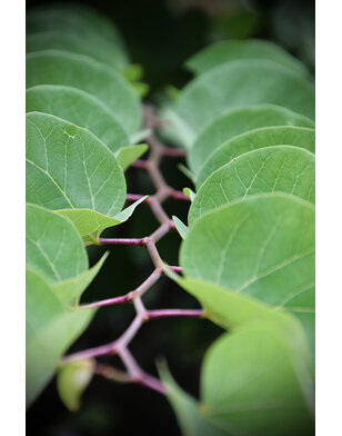 Judasboom | Cercis canadensis