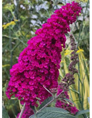 Vlinderstruik | Buddleja davidii 'Royal Red'
