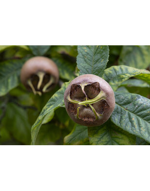 Mispel | Mespilus germanica 'Bredase Reus'