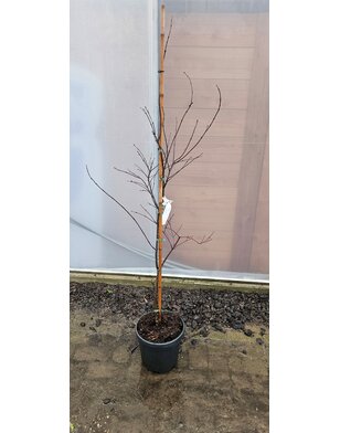 Japanse esdoorn | Acer pal. Black Lace