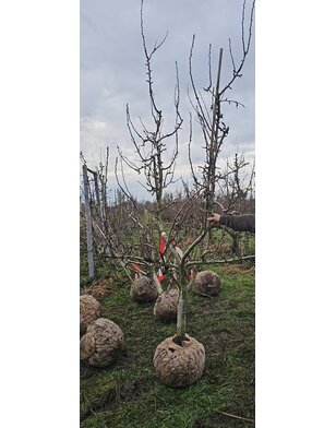 Oude perenboom | Pyrus communis Conference