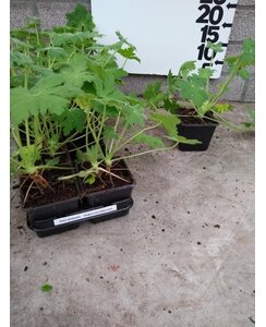 Ooievaarsbek | Geranium macr. 'Czakor'