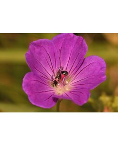 Ooievaarsbek | Geranium 'Anne Thomson'