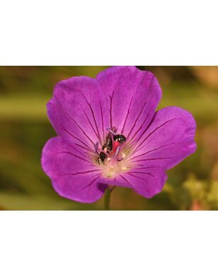 Ooievaarsbek | Geranium 'Anne Thomson'