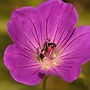 Ooievaarsbek | Geranium 'Anne Thomson'