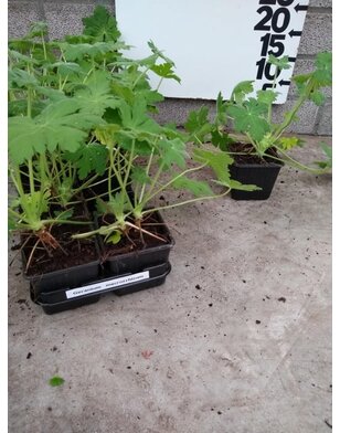 Ooievaarsbek | Geranium macrorrhizum 'Ingwersen's Variety'