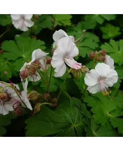 Ooievaarsbek | Geranium macr. 'Spessart'