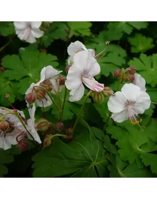Ooievaarsbek | Geranium macrorrhizum 'Spessart'