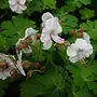 Ooievaarsbek | Geranium macrorrhizum 'Spessart'