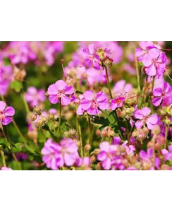 Ooievaarsbek | Geranium can. 'Cambridge'