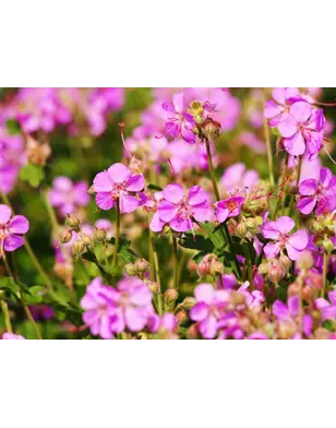 Ooievaarsbek | Geranium cantabrigiense 'Cambridge'