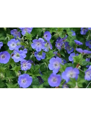 Ooievaarsbek | Geranium 'Rozanne'