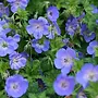 Ooievaarsbek | Geranium 'Rozanne'