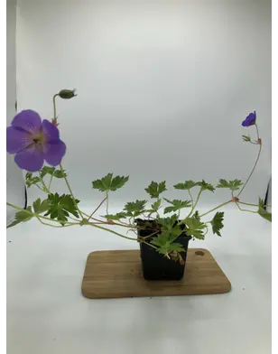 Ooievaarsbek | Geranium 'Rozanne'