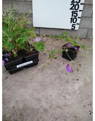Ooievaarsbek | Geranium 'Rozanne'