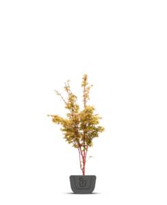 Japanse esdoorn | Acer pal. 'Dissectum Flavescens'