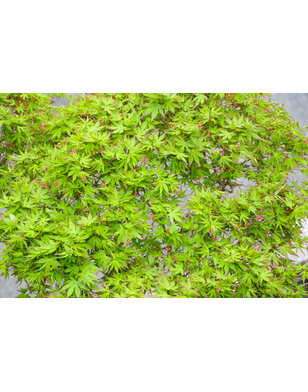 Japanse esdoorn | Acer pal. 'Dissectum Flavescens'