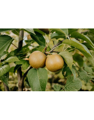Nashipeer  | Pyrus pyrifolia Chojuro