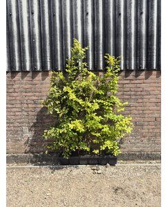 Kant en klare haag | Carpinus betulus