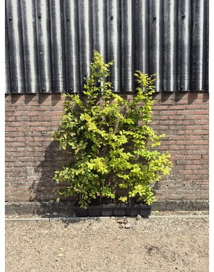 Kant en klare haag | Carpinus betulus