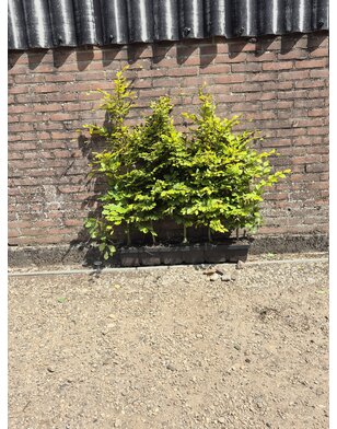 Kant en klare haag van groene beuk | Fagus sylvatica