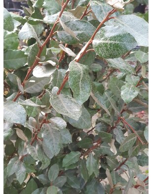 Kant en klare Olijfwilg haag |  Elaeagnus ebbingei