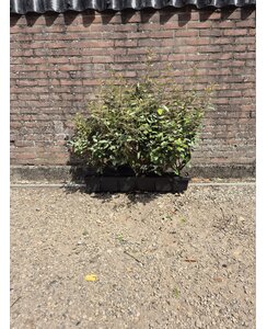 Kant en klare Olijfwilg haag |  Elaeagnus ebbingei