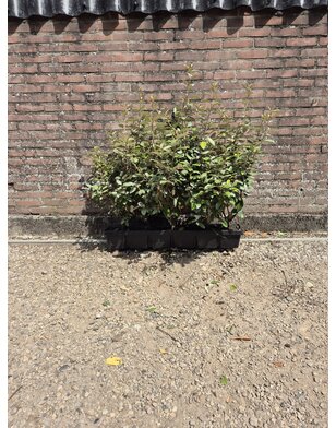 Kant en klare Olijfwilg haag |  Elaeagnus ebbingei