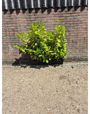Kant en klare laurier haag | Prunus l. Novita