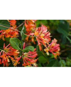 Kamperfoelie | Lonicera brownii 'Dropmore Scarlet'