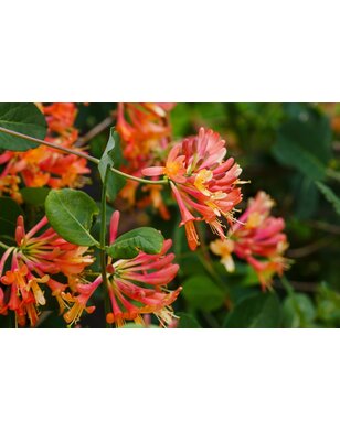 Kamperfoelie | Lonicera brownii 'Dropmore Scarlet'