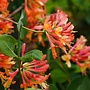 Kamperfoelie | Lonicera brownii 'Dropmore Scarlet'