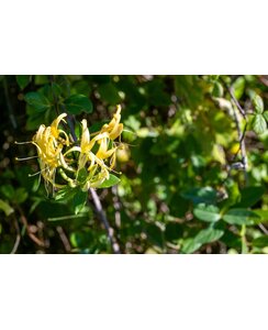 Kamperfoelie | Lonicera jap. 'Mint Crisp'
